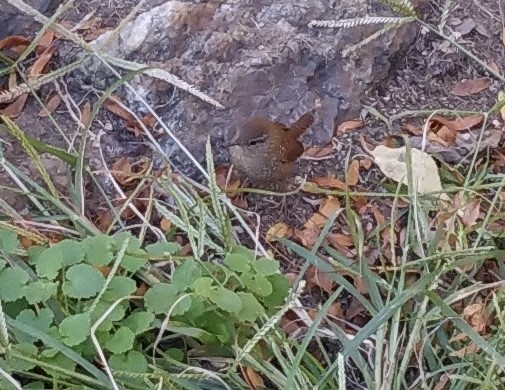 Winter Wren - ML610676954