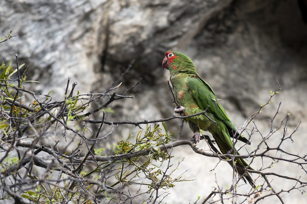 Mitred Parakeet - ML610676987