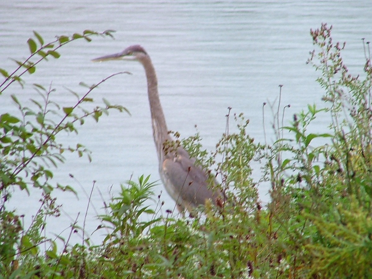 Great Blue Heron - ML610677045