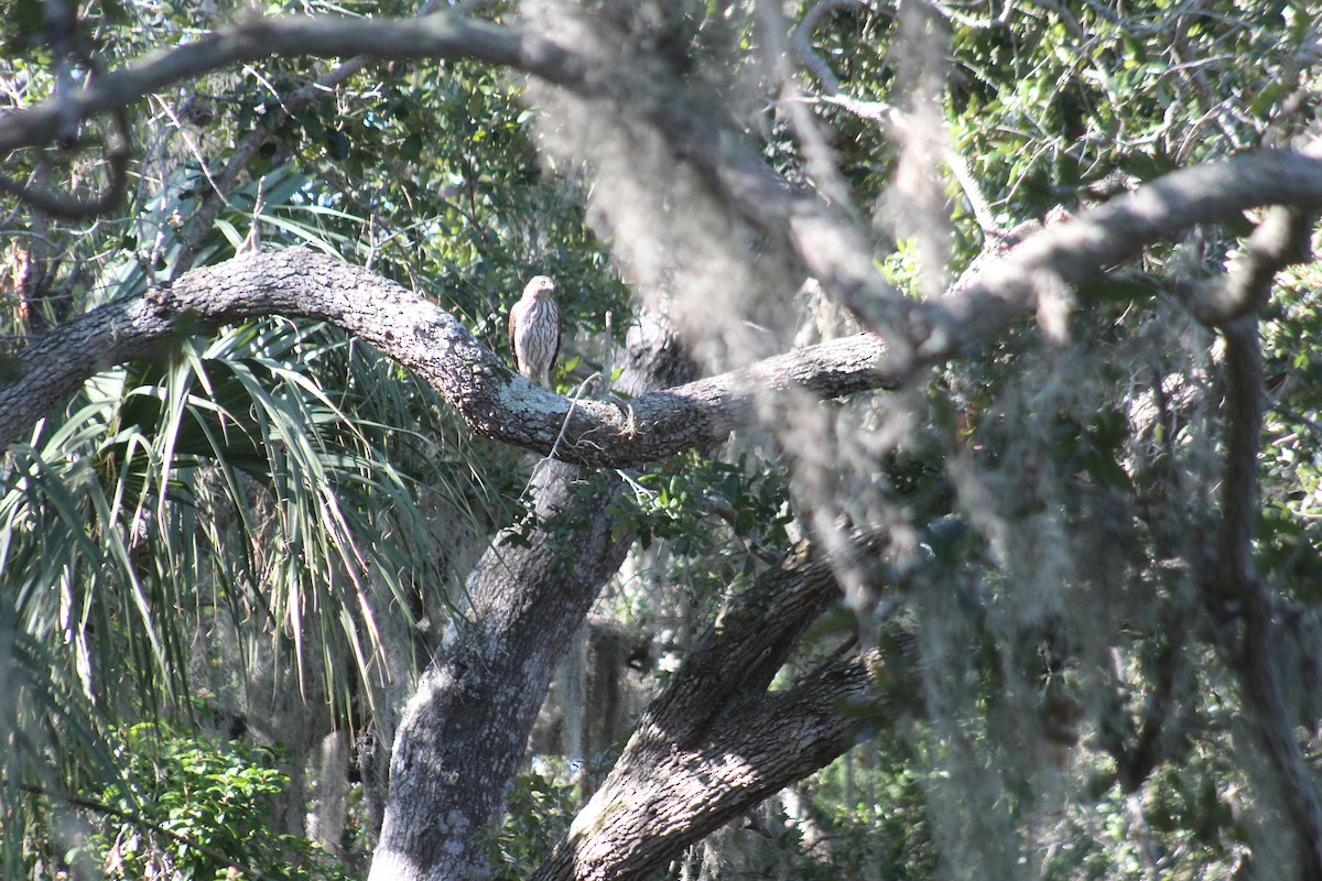 Cooper's Hawk - ML610677113