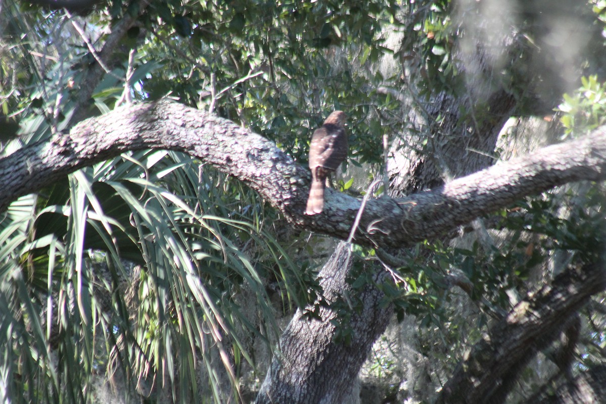 Cooper's Hawk - ML610677128