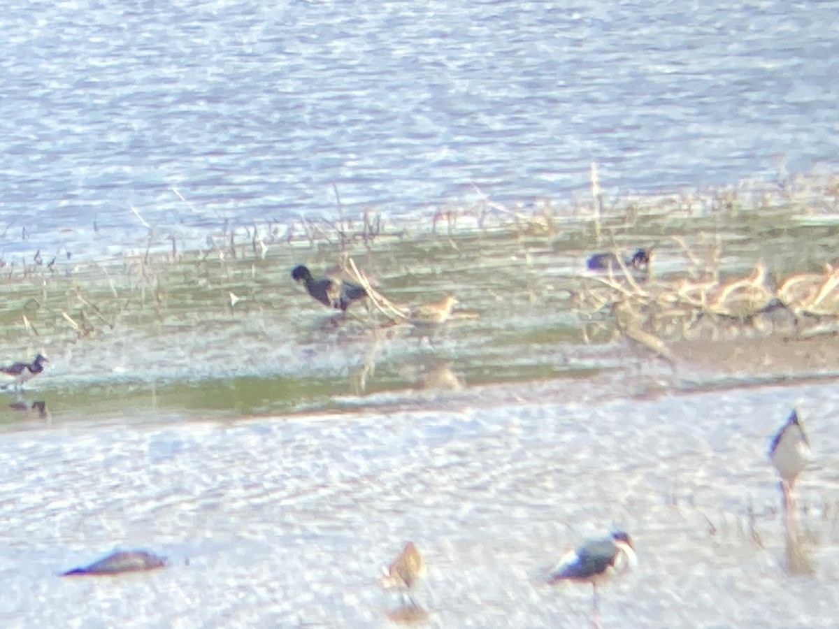 Sharp-tailed Sandpiper - ML610677181