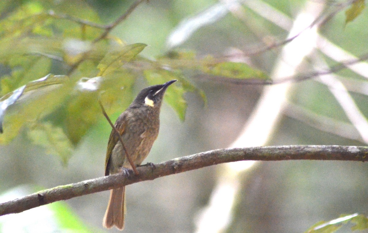 Cryptic Honeyeater - Olivier Marchal