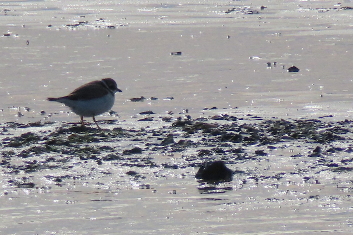 Semipalmated Plover - ML610677256