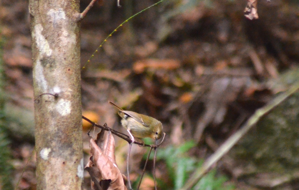 Atherton Scrubwren - Olivier Marchal