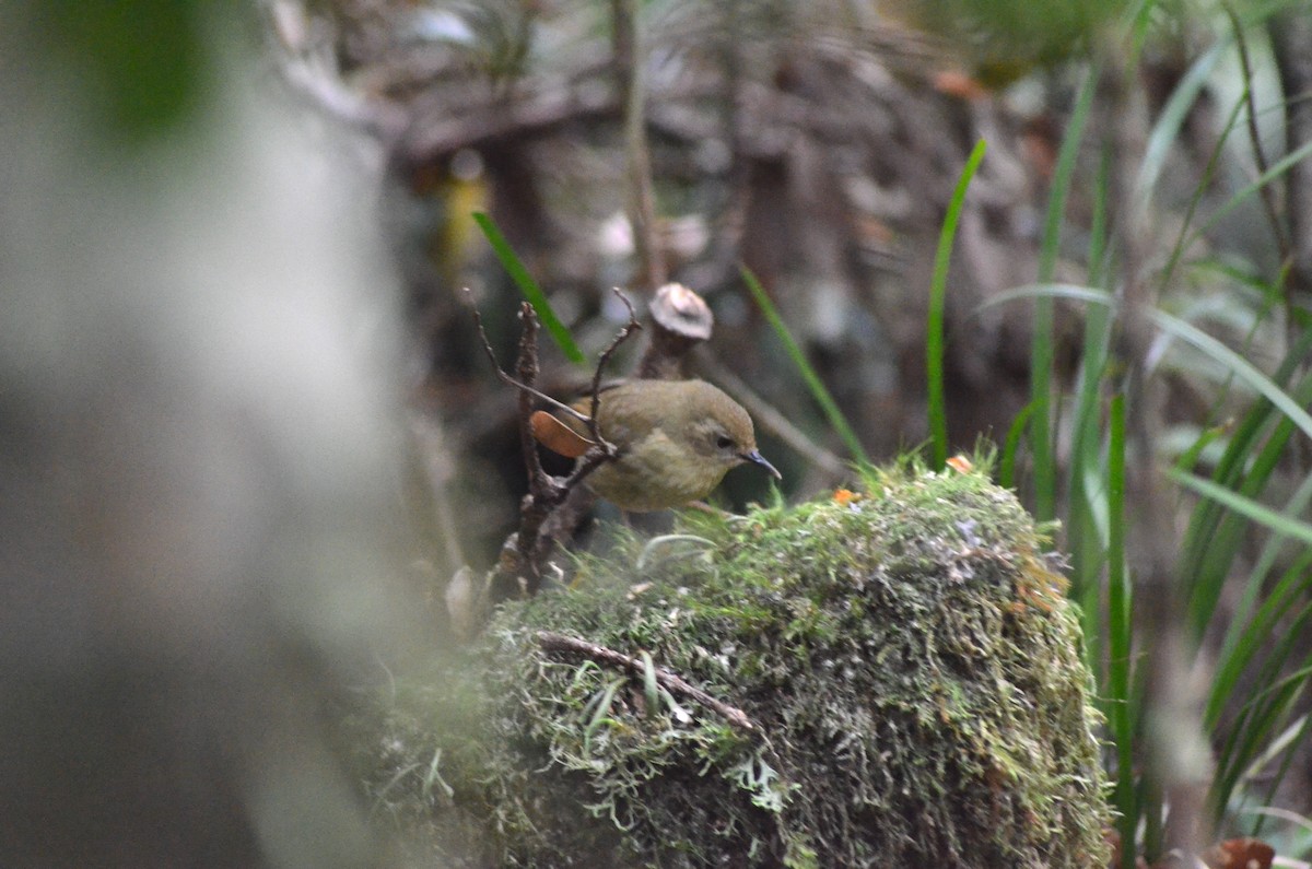 Atherton Scrubwren - Olivier Marchal