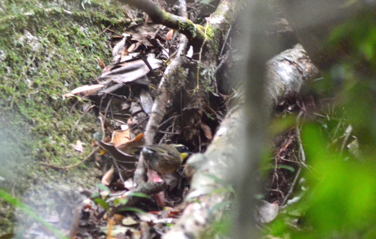 Yellow-throated Scrubwren - ML610677261