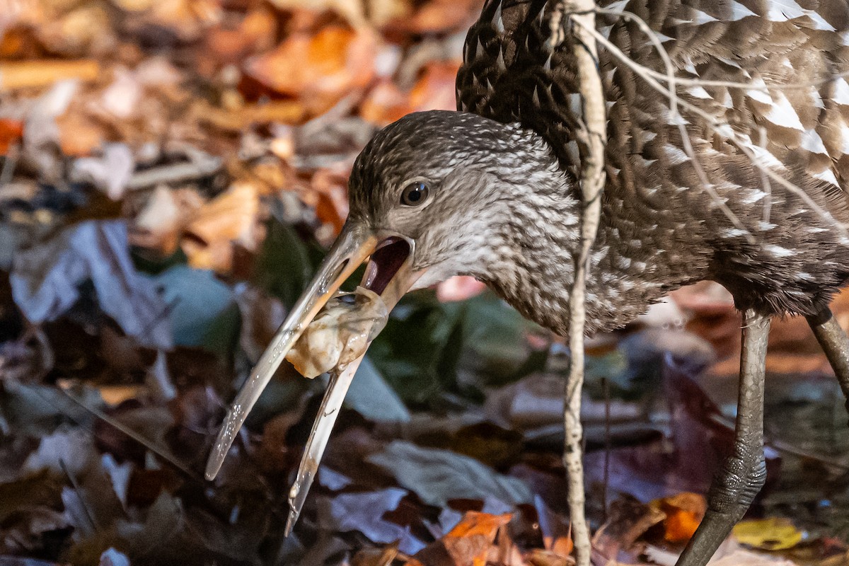 Limpkin - ML610677265