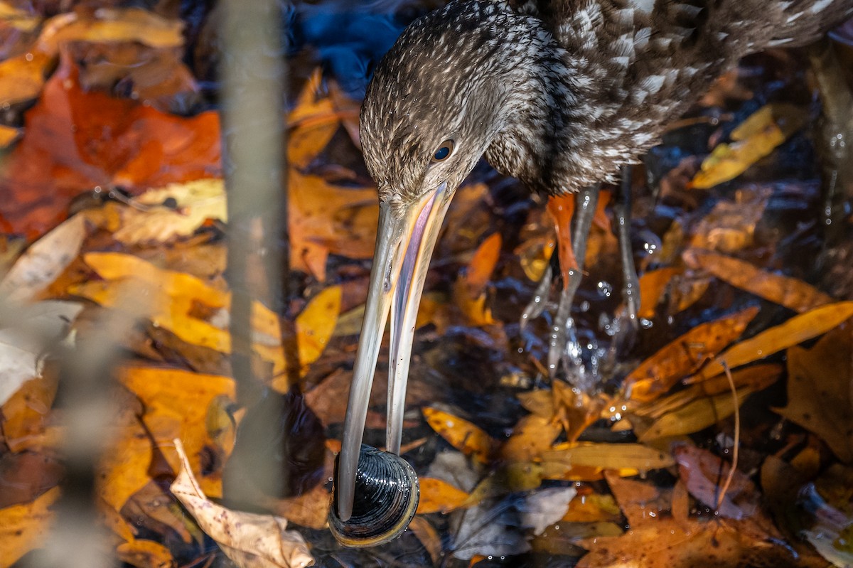 Limpkin - Larry D Tipton