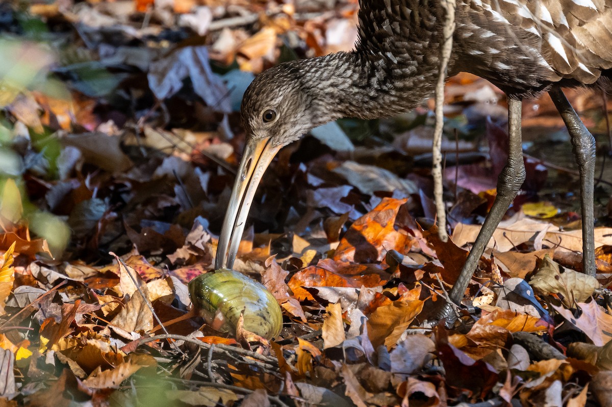 Limpkin - ML610677267