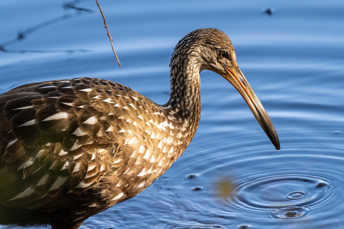 Limpkin - ML610677268