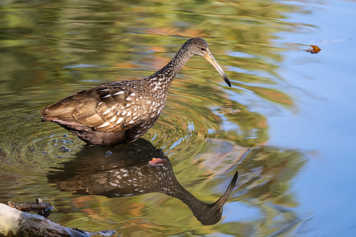Limpkin - ML610677271