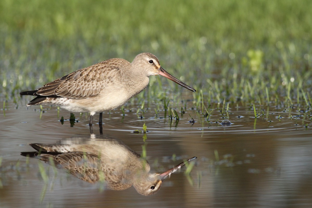 Hudsonian Godwit - ML61067731