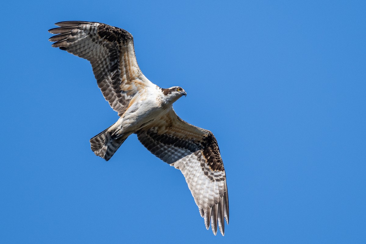 Загасч явлаг - ML610677316