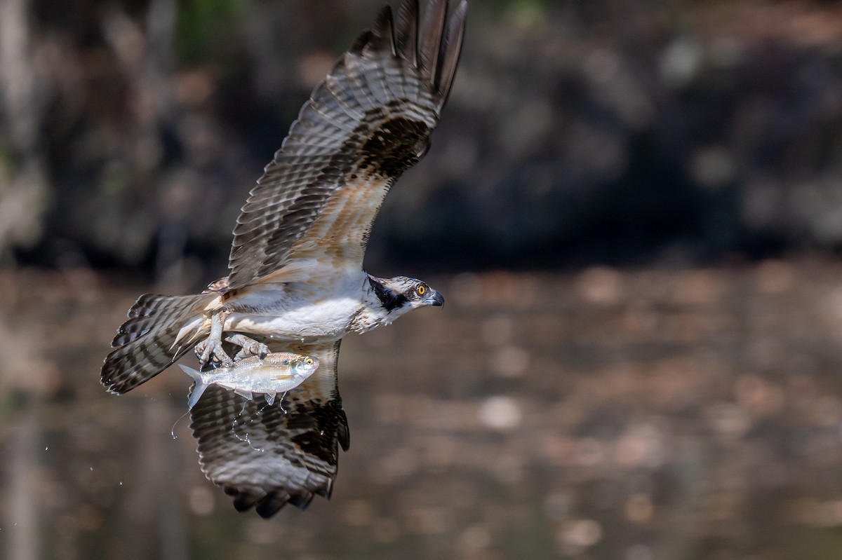 Загасч явлаг - ML610677317
