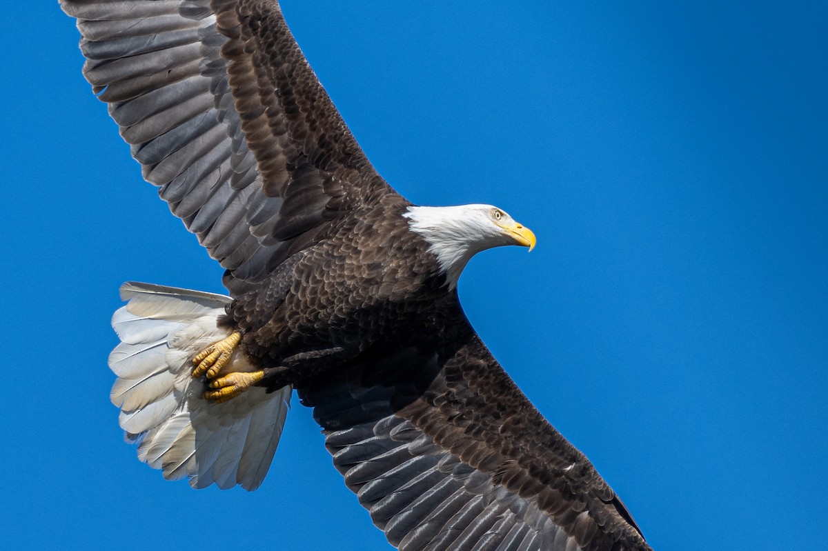 Bald Eagle - ML610677365