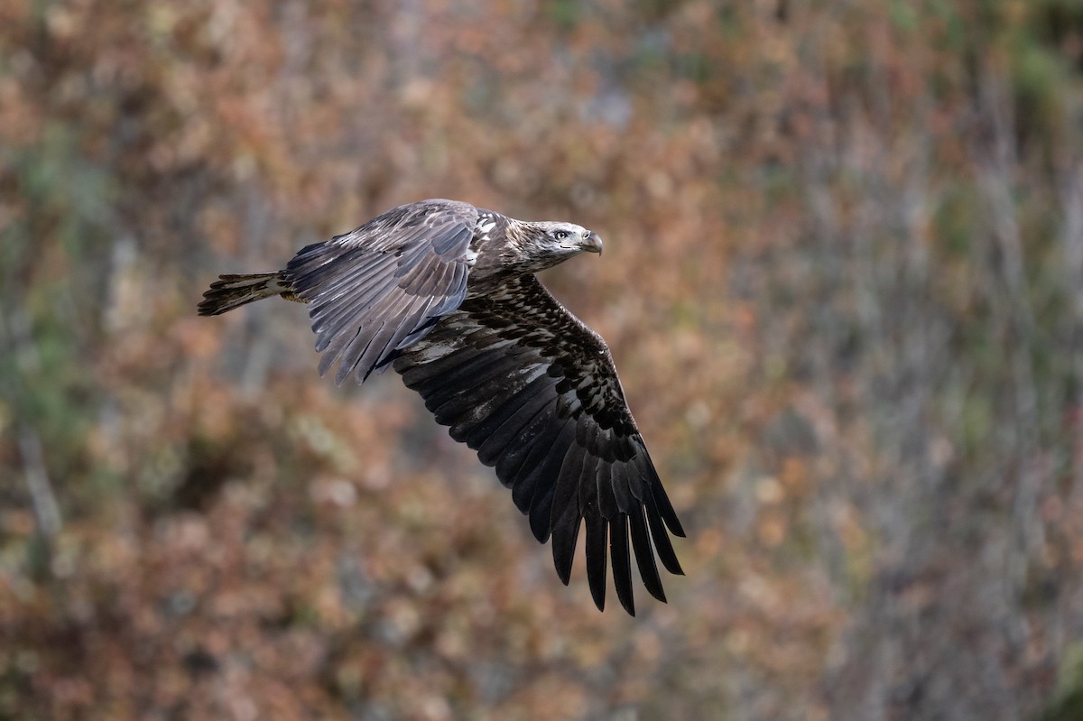 Bald Eagle - ML610677366