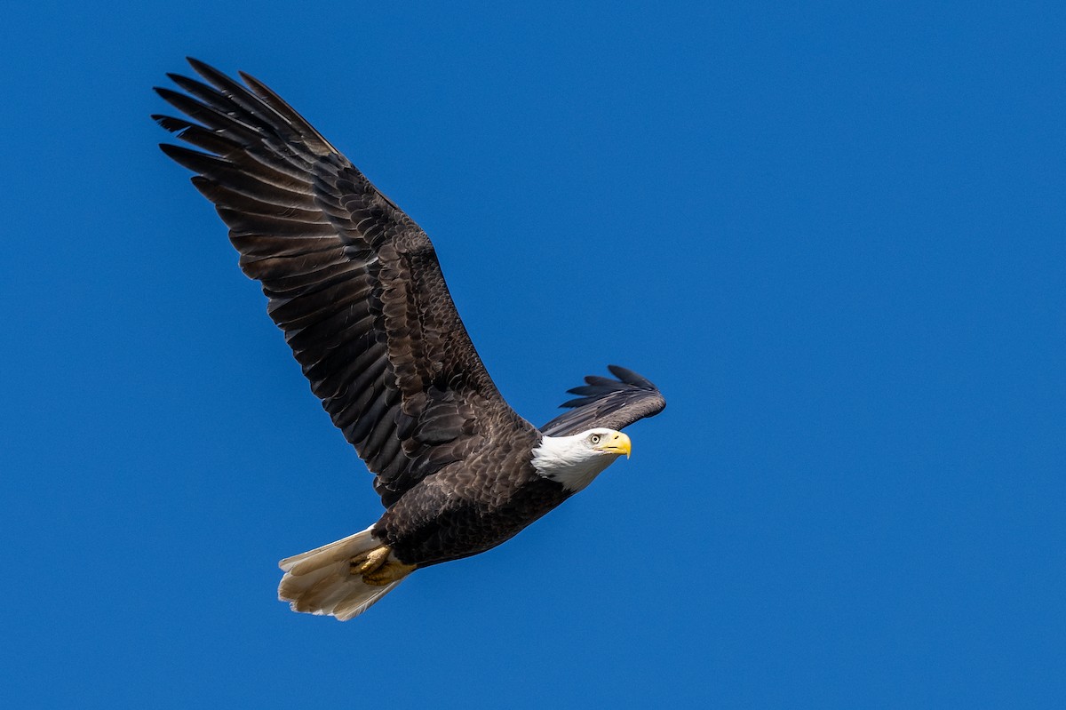 Bald Eagle - ML610677367