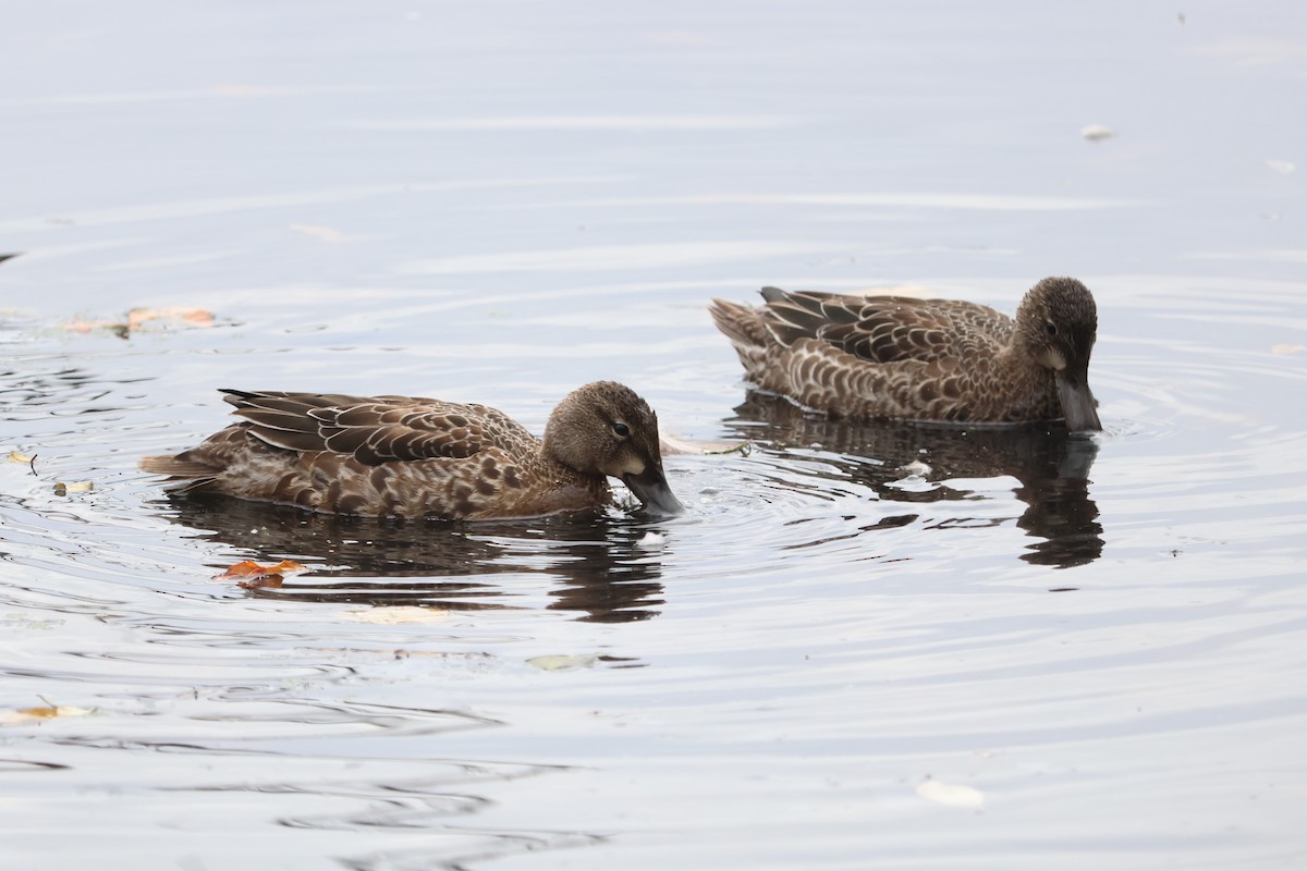 Blue-winged Teal - Pilar Bryson