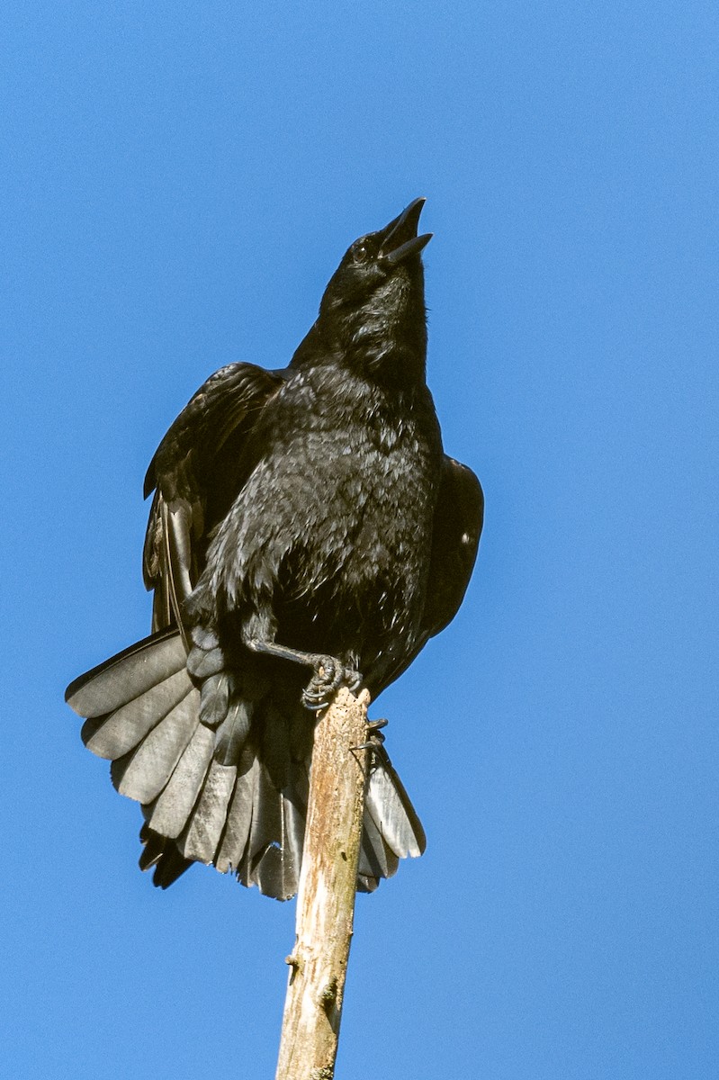 American Crow - ML610677413