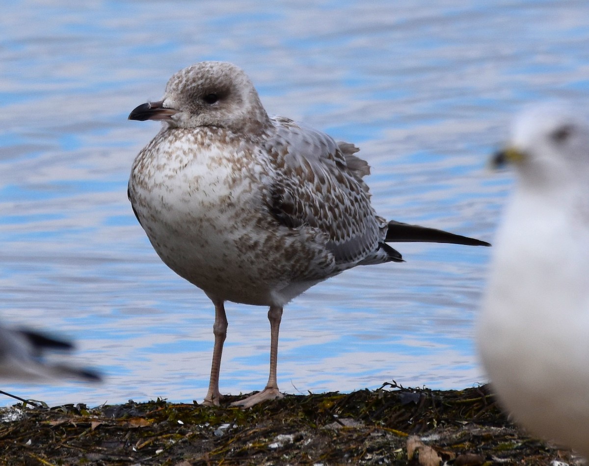 Ring-billed Gull - ML610677423