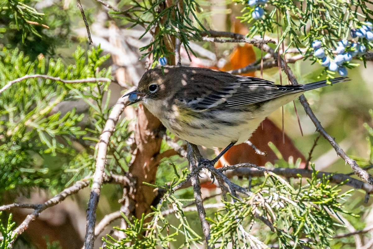 Yellow-rumped Warbler - ML610677440