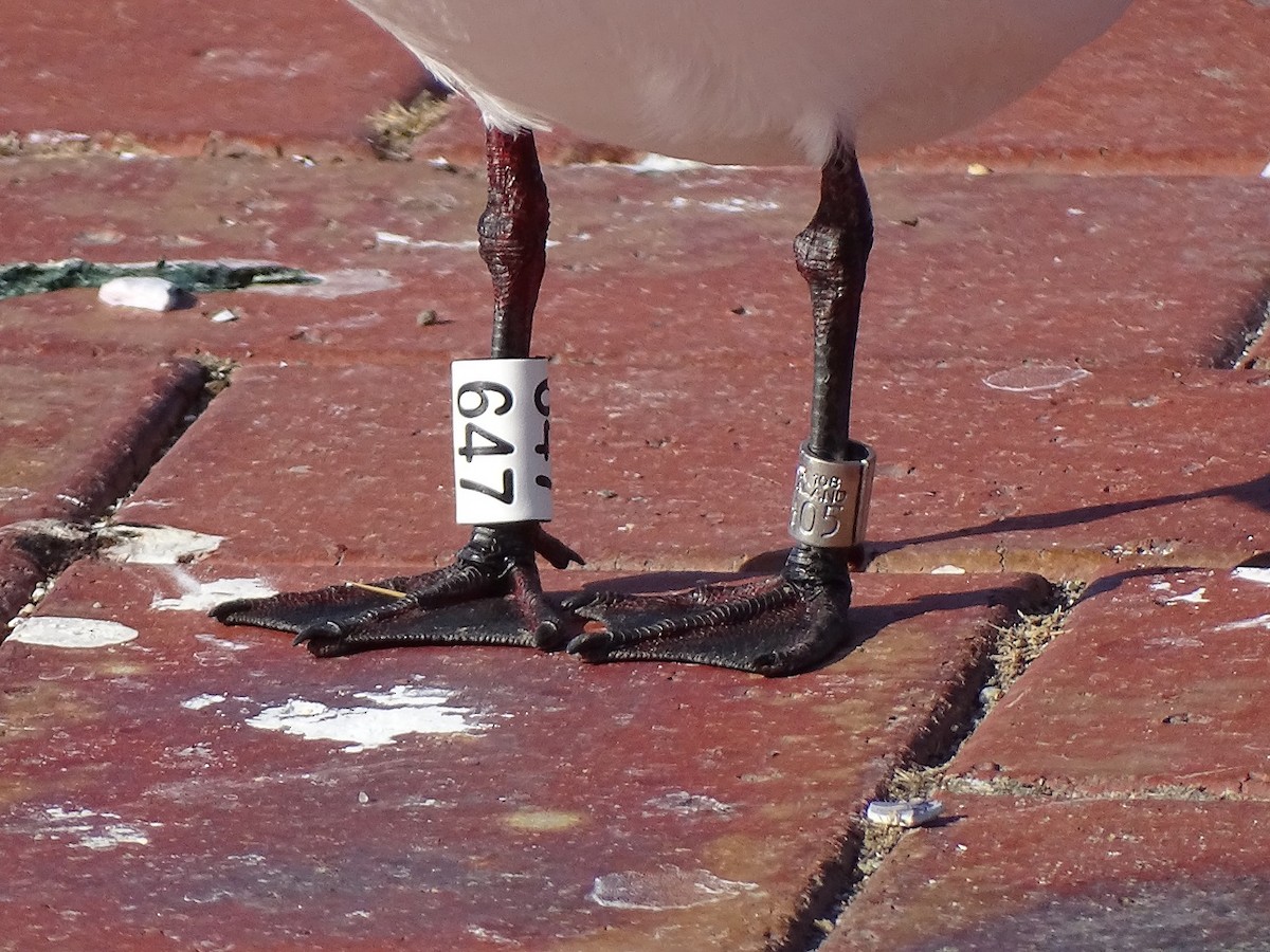 Black-billed Gull - Robin Roberts