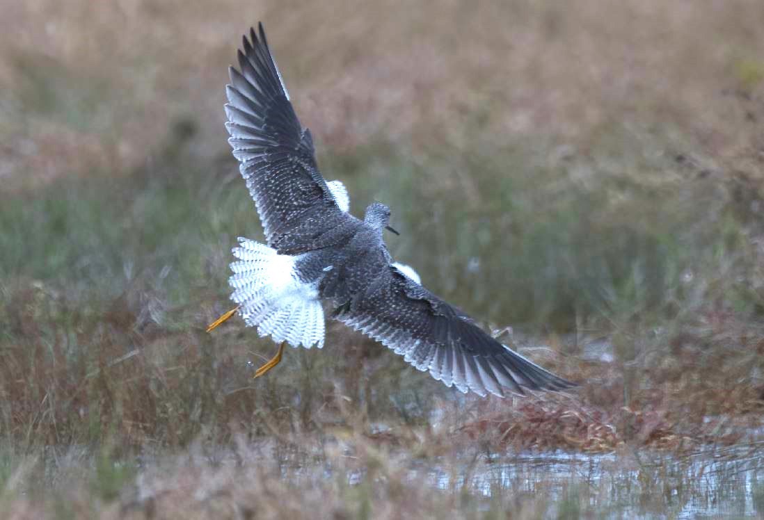 Greater Yellowlegs - Tom Pawloski