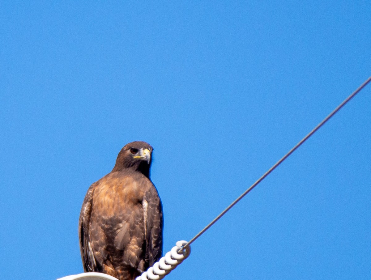 Red-tailed Hawk - ML610677599
