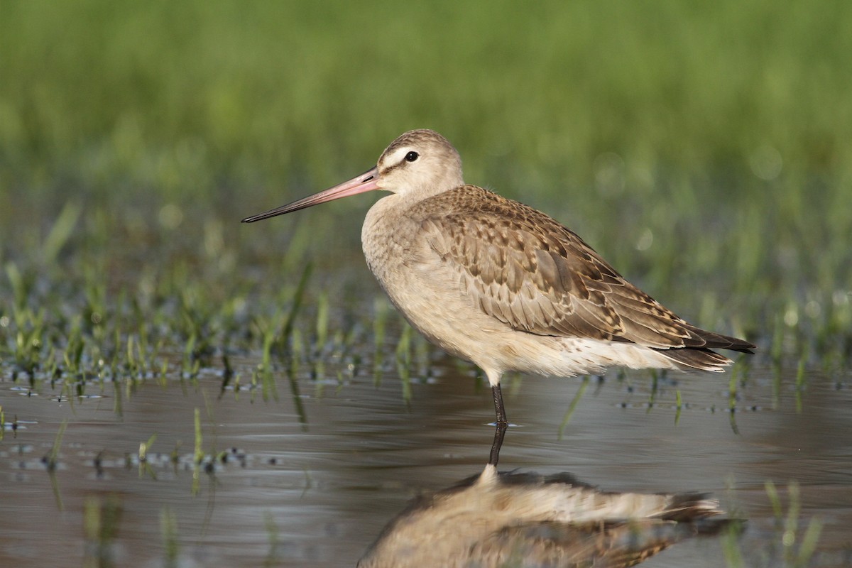 Hudsonian Godwit - ML61067761