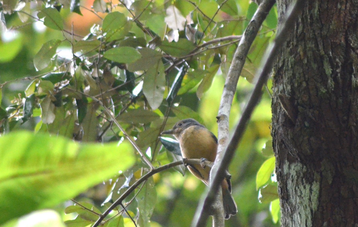 Bower's Shrikethrush - Olivier Marchal