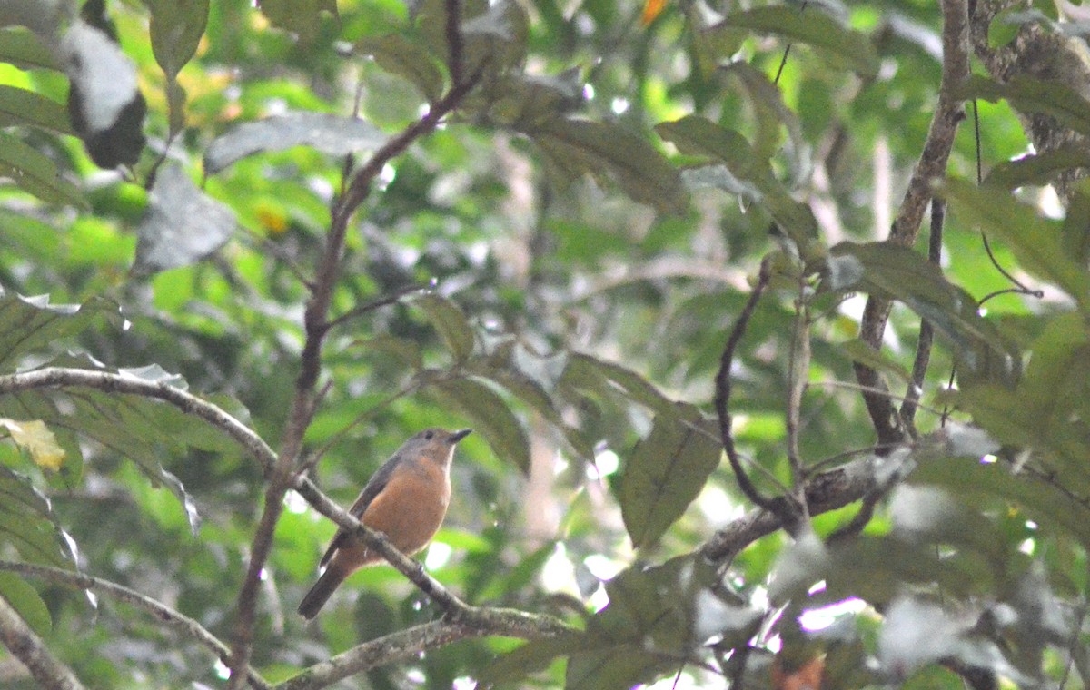 Bower's Shrikethrush - Olivier Marchal