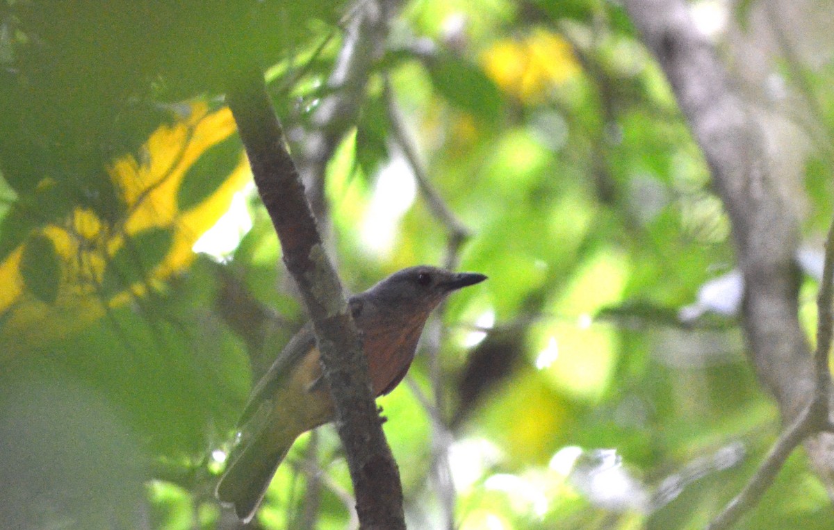 Rufous Shrikethrush - Olivier Marchal