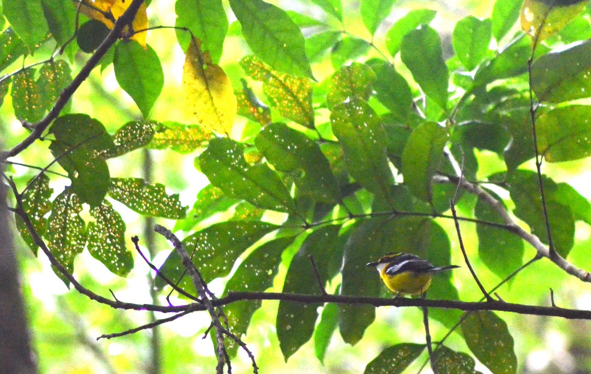 Yellow-breasted Boatbill - ML610677721