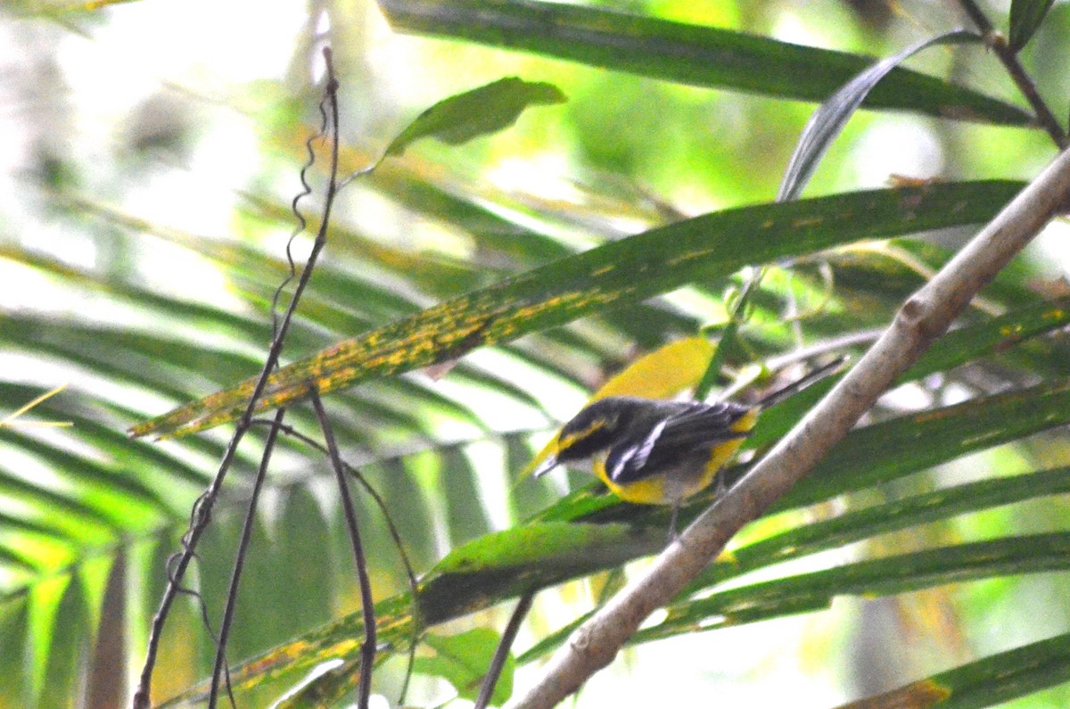 Yellow-breasted Boatbill - Olivier Marchal