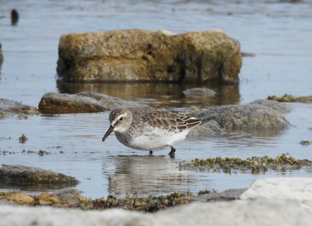 White-rumped Sandpiper - ML610677723