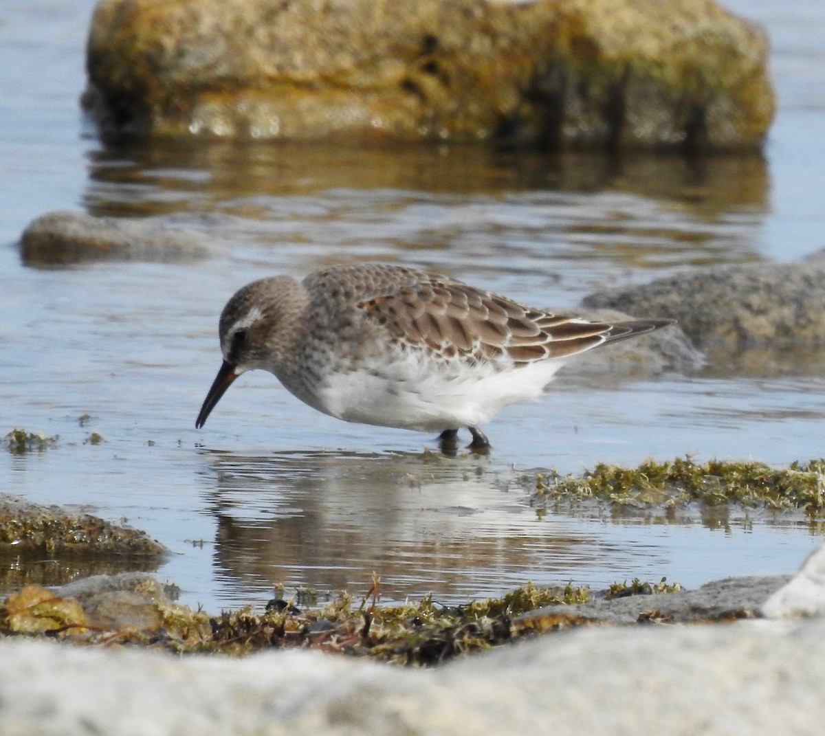 White-rumped Sandpiper - ML610677727