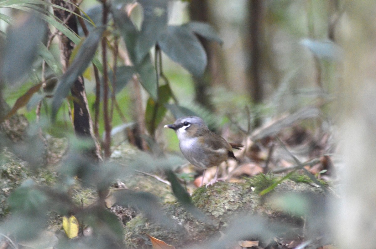 Gray-headed Robin - ML610677755