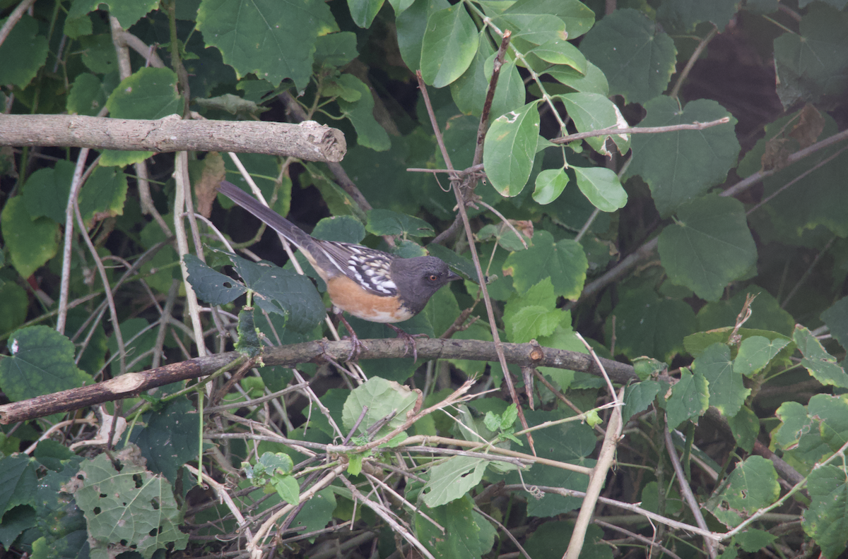Spotted Towhee - ML610677875