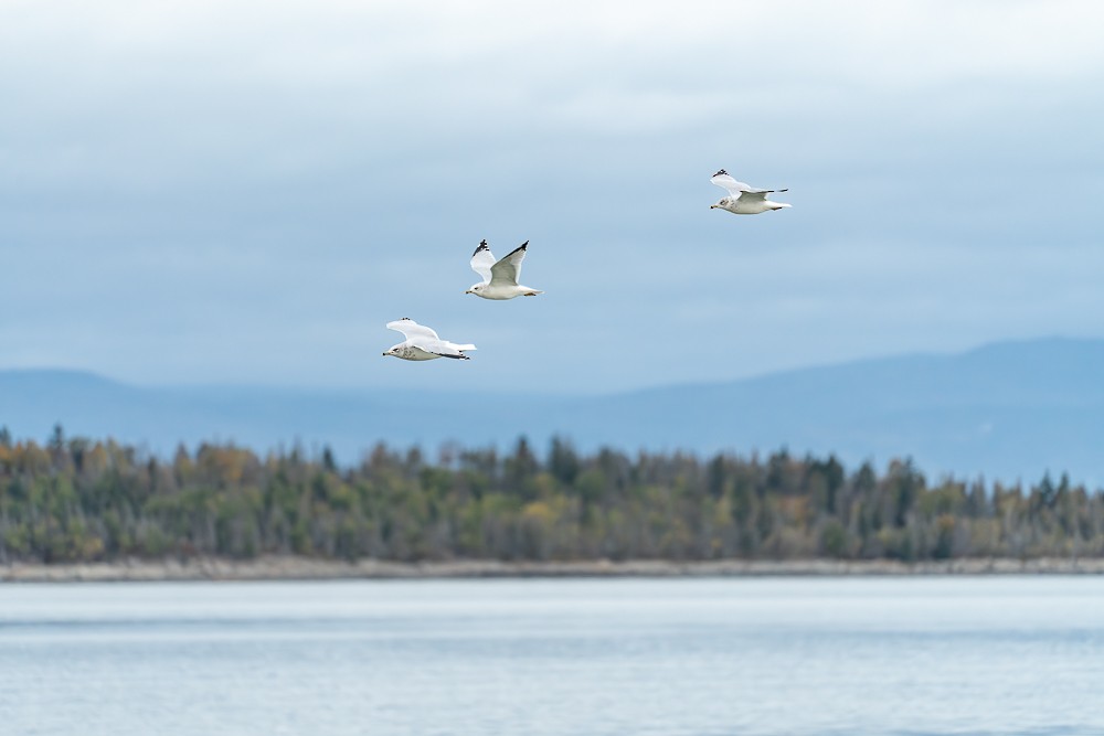 Ring-billed Gull - ML610677910