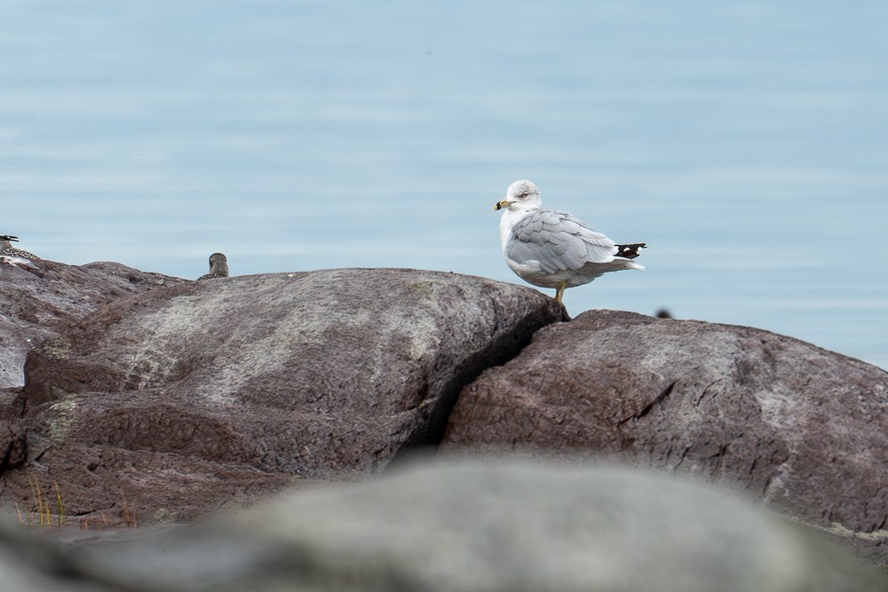 Ring-billed Gull - ML610677911