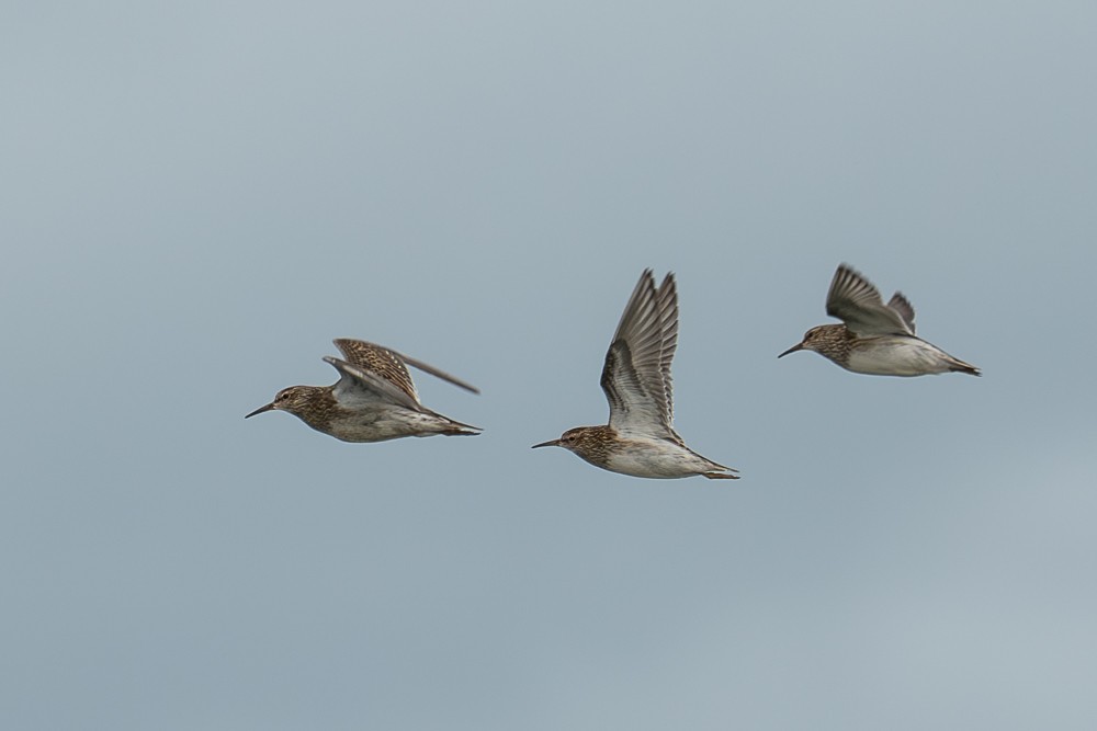 Pectoral Sandpiper - ML610677928