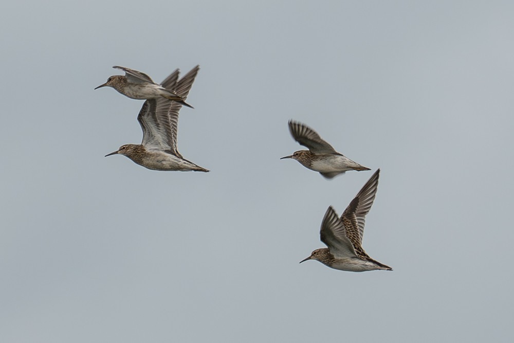 Pectoral Sandpiper - ML610677929