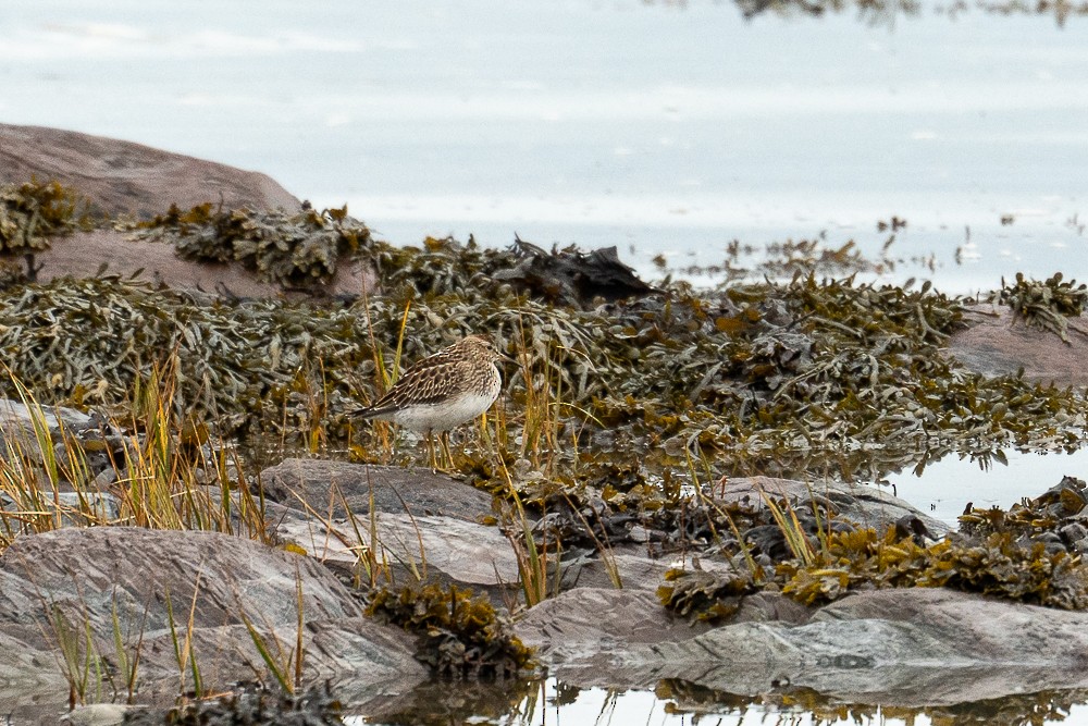 Pectoral Sandpiper - ML610677930