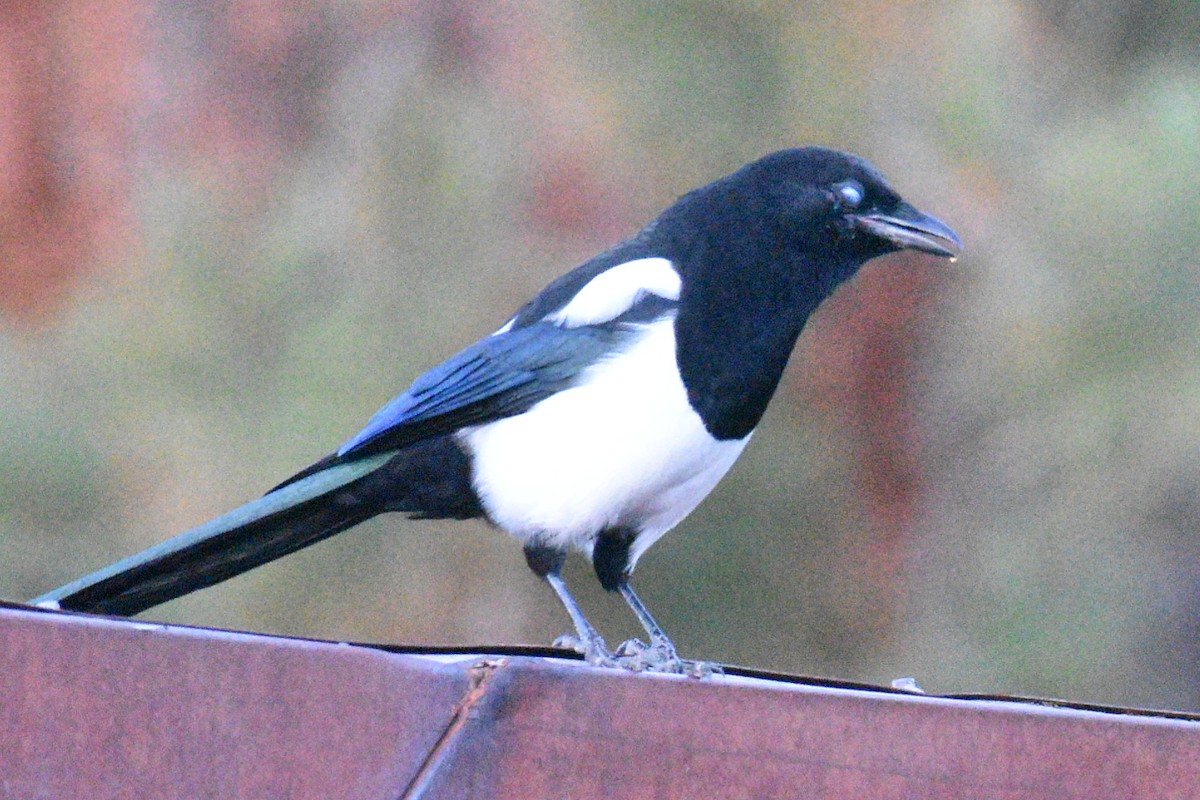 Black-billed Magpie - ML610677937