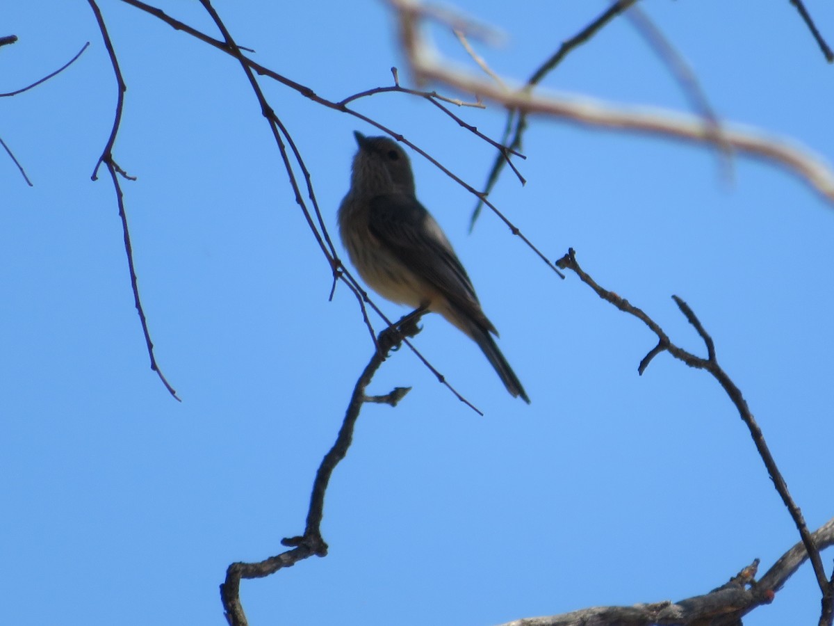 Rufous Whistler - ML610677941