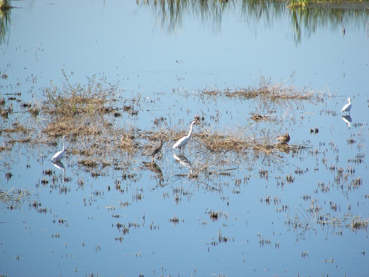 Great Egret - ML610677991