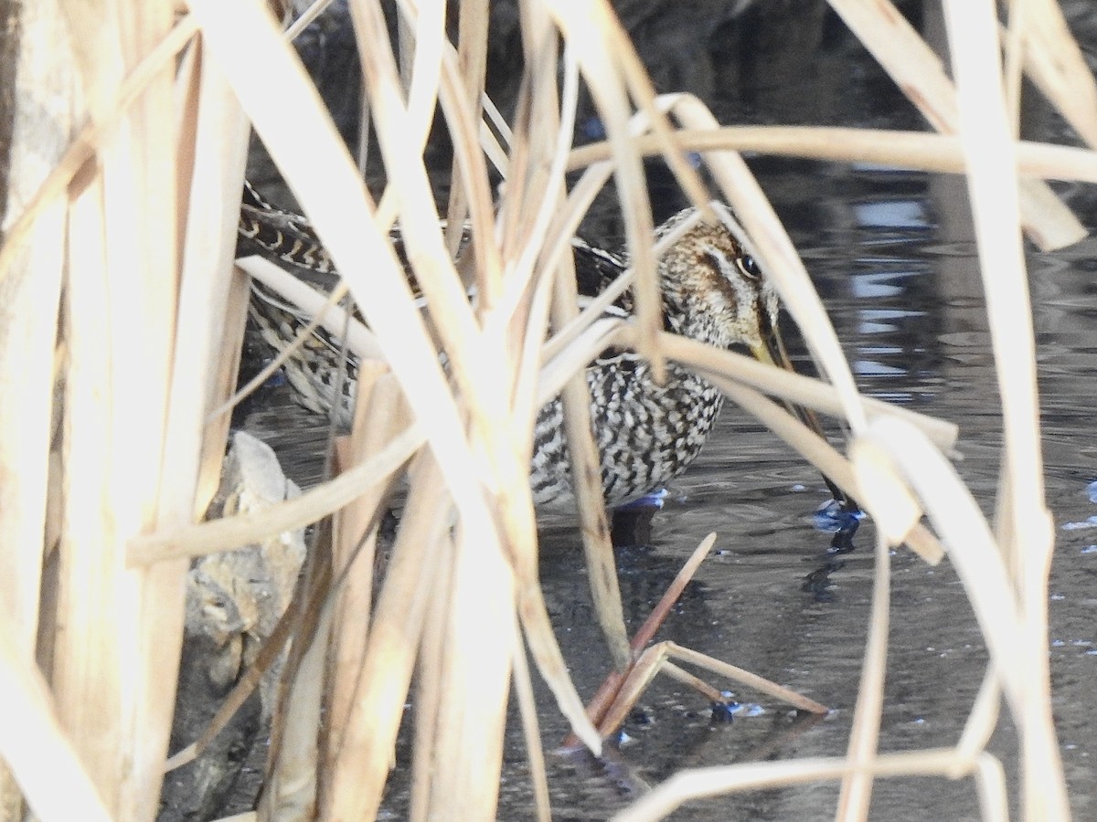 Wilson's Snipe - ML610678014
