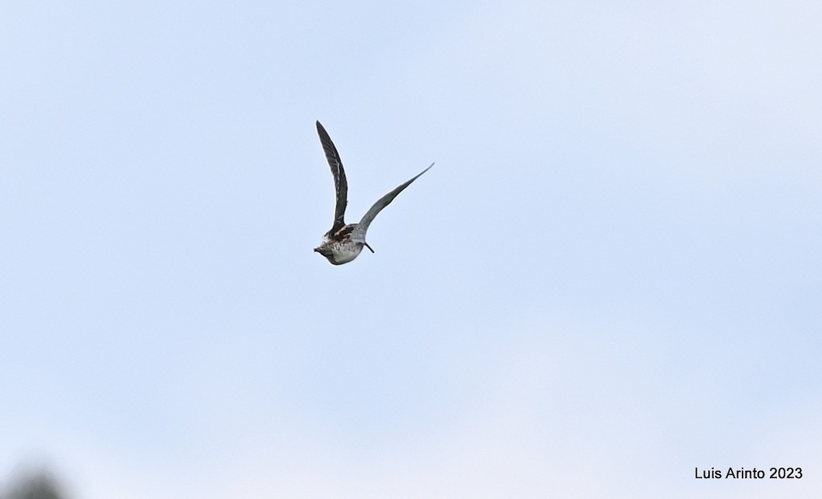 African Snipe - ML610678105