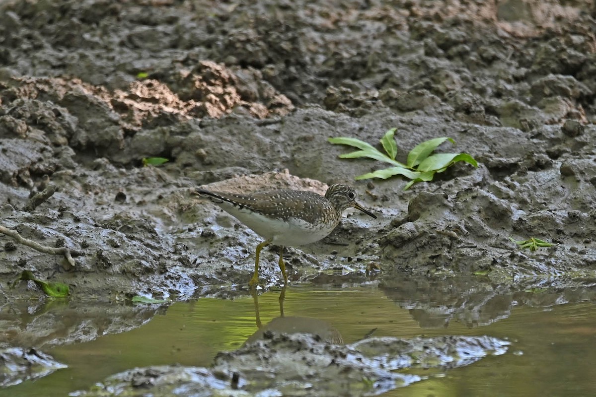 Solitary Sandpiper - ML610678166